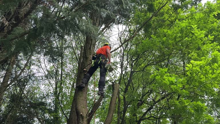 Trusted Lindsborg, KS Tree Services Experts